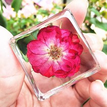 리얼 곤충 수지 표본 삽갑 거미 게 달팽이 전갈 물고기 해양 식물 호박 동물 수지 진충, 연보라 장미개