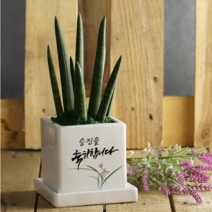 [캘리그라피 메세지화분/승진축하/영전축하] 축하합니다. Ver.3 (기본형), 홍콩야자