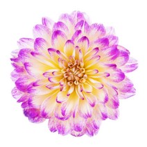렌탈스튜디오 인테리어 다알리아 꽃 액자 소 소품액자, 캔버스액자 (옆면연장)