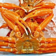 [구룡포 특산물] 제철 박달 연지홍게 자숙 3.5~4kg 내외 8미 15미, 3.5kg 내외 15미