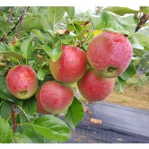 [농업의 신]루비에스 R2~3점 알프스오토메 R2~3점 미니사과나무 결실주 유실수 분묘, 루비에스 R2~3점