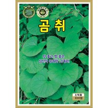 곰취씨앗 100립