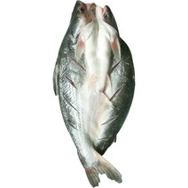 반제품 버들치 도매용 풀박스 통마리 무접점 등을 돌리는 물고기 대발 전선형, 1개, T16-1g 능성어 메콩고기-10 조목조목