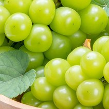 크기 소과 지역 랜덤 경산샤인머스켓 2kg 보관 묘목, 1, 본상품선택