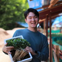 청춘농원 새싹삼 새싹인삼, 1box, 미니 100개 (업소용)