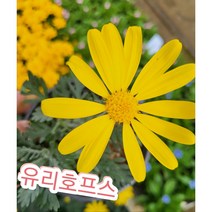 유리호프스/은가루가 흩날려 반짝이는 유리호프스 유리홉스