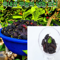 국내산 무농약 냉동 오디 5kg 오디즙 유기농오디 오디원액 부안오디 오디액기스