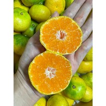 고당도 하우스 감귤 5kg 2kg 3kg 제주 서귀포 감귤 제주감귤 당도선별 Tangerine, 2kg 로얄과, 1개