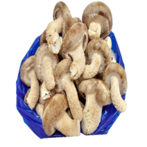 송이송향버섯 송화 송고버섯 농가직송 무농약친환경, 1박스, 가정용식당용1kg