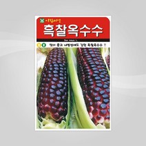 슬로시 슬로시 열매 씨앗 고추 토마토 콩 씨 종자, 흑찰옥수수20g(아람)