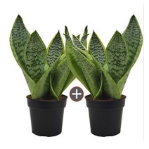 롯데그린 [분갈이용] 스투키 20cm~50cm 화분 공기정화식물 미세먼지, 04.슈퍼바(1+1)