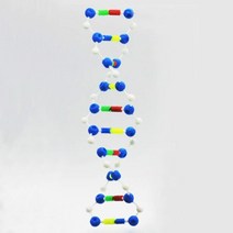 과학 관찰 교보재 DNA 이중나선 케이스 모형 학생 소품 과학모형 재료