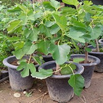 마이찰리_묘목 과일나무 무화과과실수 결실주 유실수_MyCharlie, 옵션없는_단일상품