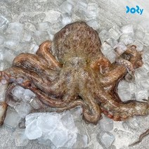 맛도리 [맛도리] 국내산 돌문어 2kg(2-5미) 당일 어획 산지직송