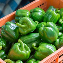 [산정] 국내산 싱싱한 청피망, 국내산 청피망(상) 10kg