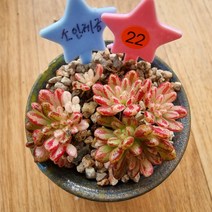 소인제금22