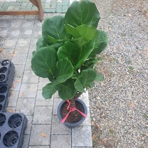 90~130cm 299 떡갈고무나무 매력둥이, 1개