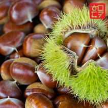 22년 햇밤 공주 정안 햇밤 알밤 깐밤 군밤 칼집밤 포르단 에어프라이어용 군밤, 1개, 선택11. 알밤 1kg