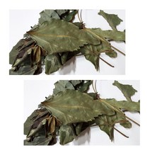 황칠나무잎 무첨가물 자연 그대로 국내산 100g 2팩, 단품, 단품