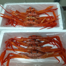 국산 제철 싱싱한 자연산 포항 구룡포 홍게 3kg 택배, 3kg 홍게 9~10마리, 1개
