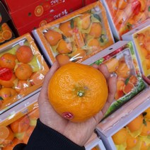 제주 고급 레드향 프리미엄 로얄과 3kg 과일 설 명절 선물세트, 레드향 3kg X (10~13과)1박스