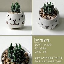 보거스플라워 미니다육이 산세베리아 스투키 정야 베이비핑거 홍미인 귀여운화분, 1개, 월동자
