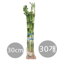 도도팜 1+1+1 개운죽 (30Cm-30p) 1개