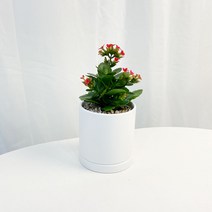 카랑코에 사계절 피는꽃 칼란디바 칼랑코에 가랑코에 반음지 식물, 칼랑코에 소형, 원형세라믹화분+관리카드+서비스영양제