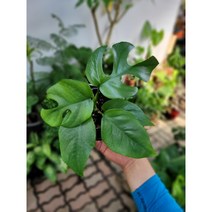 히메몬스테라 소품 103035 반려식물 수입식물