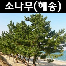 해송 실생2년 플러그포트 5개/나무 묘목/상록수/조경용