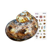 소라게 쉘 3cm 브라운 천연 자연물 셸 은신처 탈피 껍데기 애완 도둑게 딸기 키우기 껍질 집 피신처 용품, 1개(스티커증정)