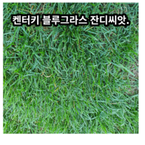 양잔디씨앗 켄터키블루그라스1kg 서양잔디 정원 공원 운동장용
