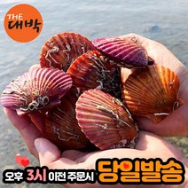 최상급 홍가리비 1kg 30미 내외 당일발송, 홍가리비 3kg