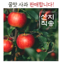 경북 햇 부사 꿀사과 아삭아삭 고당도 산지직송, (흠집못난이)부사 소과 22-24과 5kg