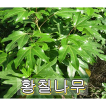 황칠나무 2년생포트묘 5그루 나무 묘목
