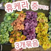 휴케라-중-3개묶음-사계절 내내 화려한 잎을 보여 주는 휴케라.
