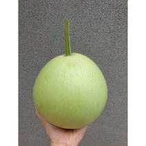 박고지 생박 1통 박나물 식용박, 1개