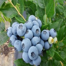 착한가격 나무생각 블루베리(블루레이)*(5~6년생)결실주, 주