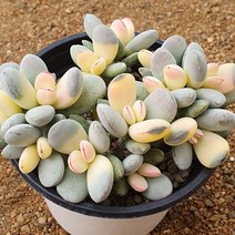 [다육식물]방울봉랑금120