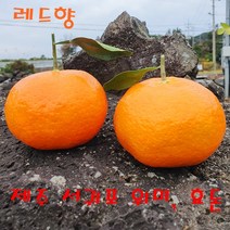 제주 서귀포 위미 효돈 레드향 한라봉 당일수확후 배송 2kg 3kg 5kg 가정용과 선물용세트, 5kg(선물용고급)
