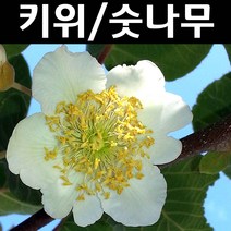 키위(도마리)(숫) 키1.5m(분) 1개/나무 묘목/과실수/유실수