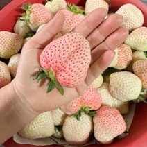 안녕이네 하얀딸기 흰딸기 설화향 눈꽃딸기, 하얀딸기 500g(특대)