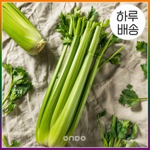 [온도씨] [하루배송]가락시장 샐러리 1단, 상세 설명 참조