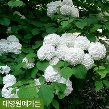 설구화 키80/110/150/180cm흙분 꽃나무 정원수, 키110cm내외 흙분, 1개