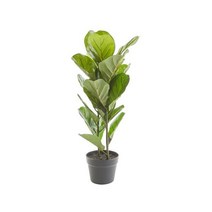 까사미아 림드)떡갈잎고무나무70cm