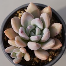 다육생활 오팔리나 등 다양한 다육이 종류 선택가능, 까라솔