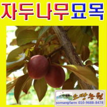 (D소망)유실수 왕피자두묘목 (접목1년) 2그루
