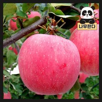 (나무판다) 사과나무 묘목 시리즈, 12. 홍로 R3