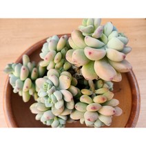 정화다육 다육식물 라울 중품자연군생