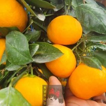 제주도_귤_감귤_타이벡_로얄과_밀감_4.5kg_제주_귤림원 3B51, 상세페이지 참조